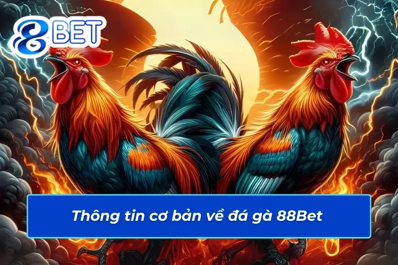 Giới thiệu những thông tin cơ bản của đá gà trực tuyến trên 88Bet 