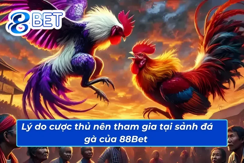 Những lý do anh em nên tham gia đá gà trực tuyến trên 88Bet 