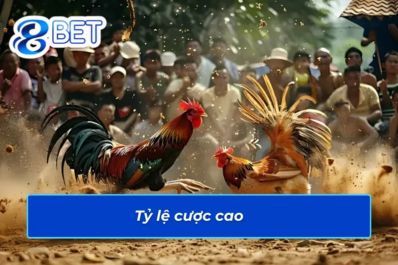 Đá gà trực tuyến 88BET có tỷ lệ cược cao